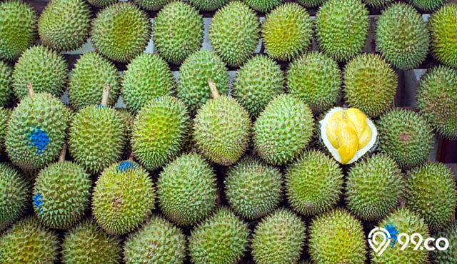 Bingung Memilih Durian? 16 Cara Memilih Durian Yang Berkualitas