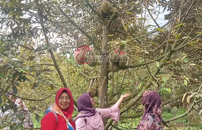 Bingung Memilih Durian? 16 Cara Memilih Durian Yang Berkualitas