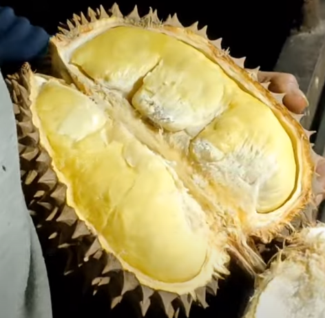 Bingung Memilih Durian? 16 Cara Memilih Durian Yang Berkualitas